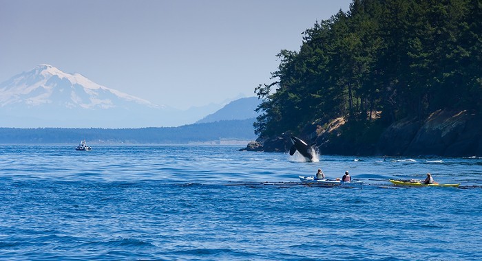Why Do the Southern Resident Orcas Only Eat Chinook Salmon?